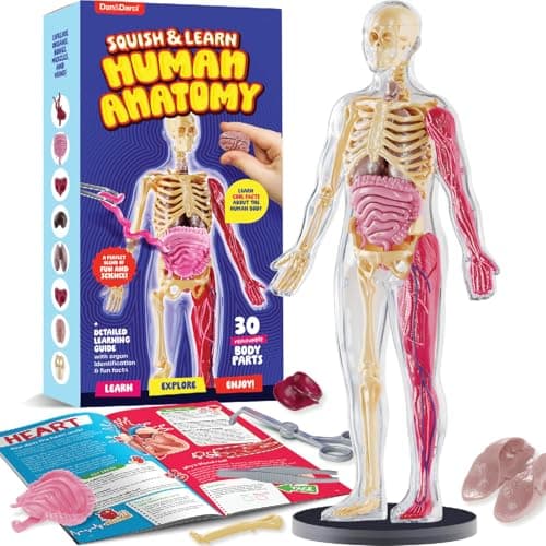 Dan&Darci Human Anatomy Squishy Body Model - Science Kits for Kids Ages 4-8 - STEM Toys for 4 5 6 7 8 Year Old Boy Birthday Gift - Learning...